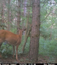 09 buck2