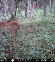 Fawn 5